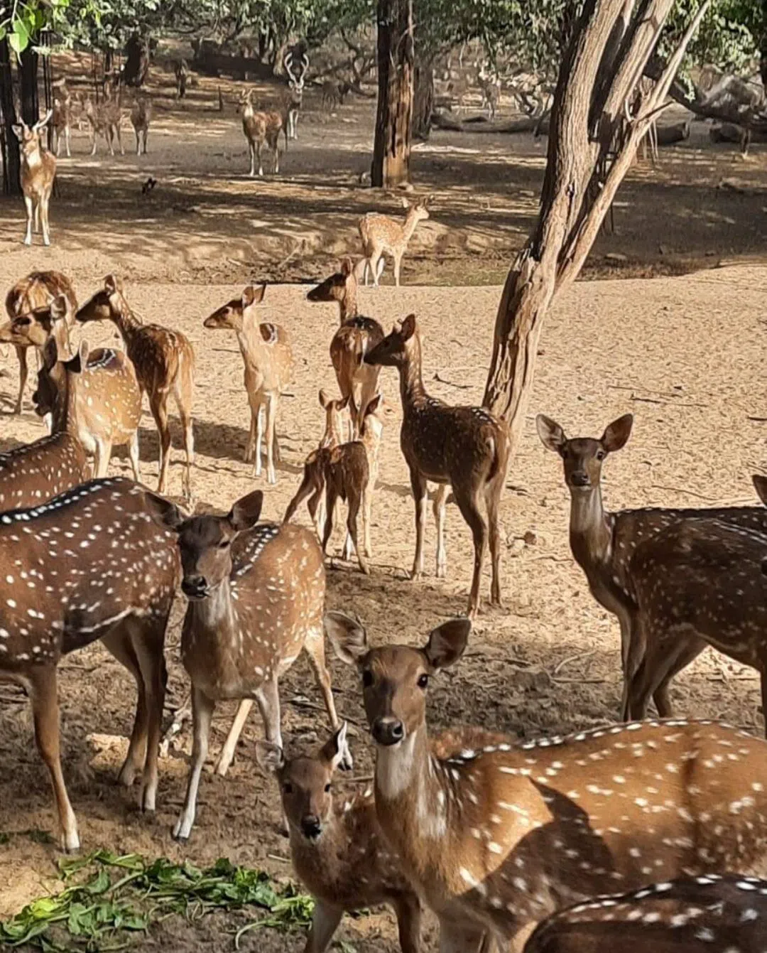 Deer Park (Aditya Nath Jha Park), Hauz Khas, Delhi