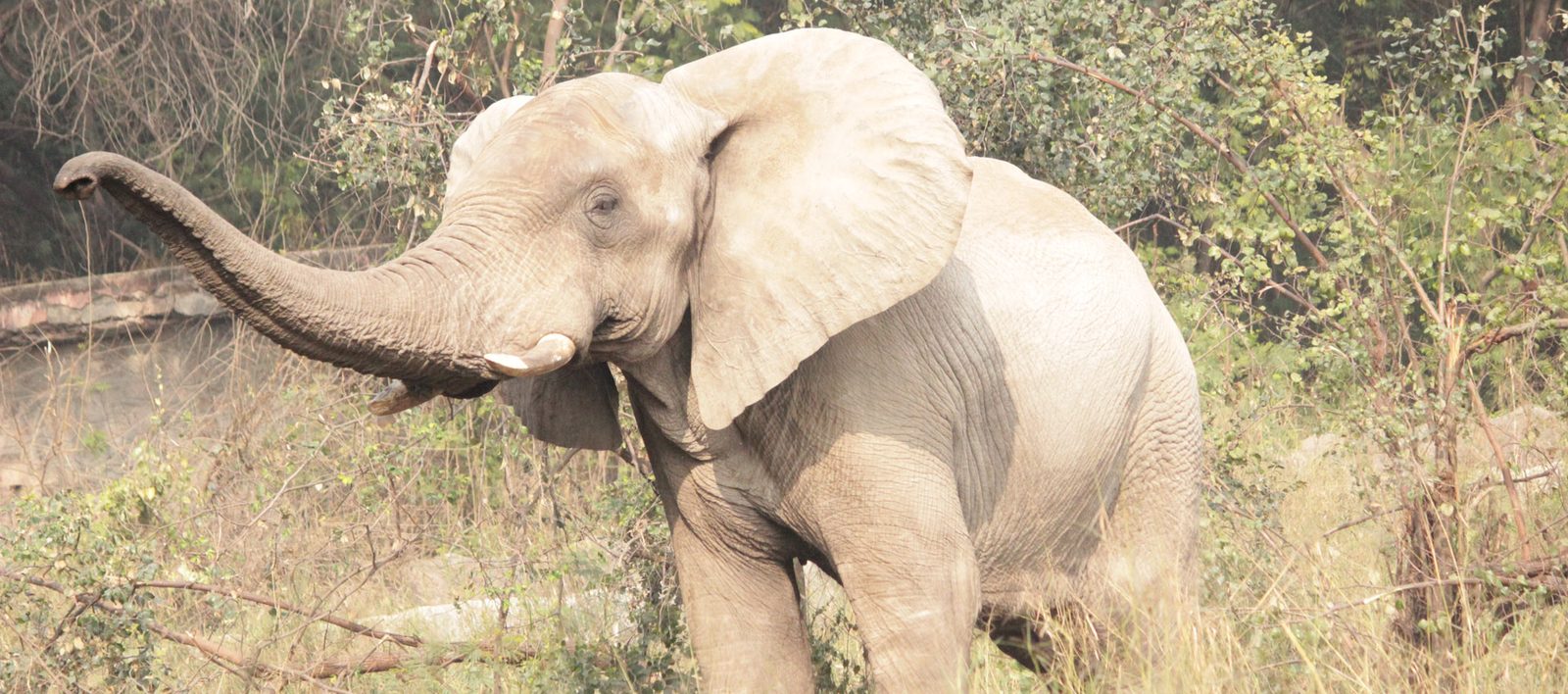 National Zoological Park (Delhi Zoo), Delhi